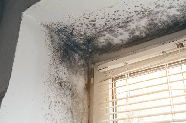 Affordable Attic Mold Remediation solutions in River Edge, NJ